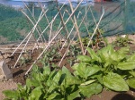 Pea sticks made from last year's Jerusalem artichoke stems