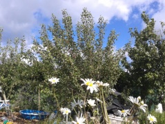 Ox-eye daisy with apple trees and blue sky
